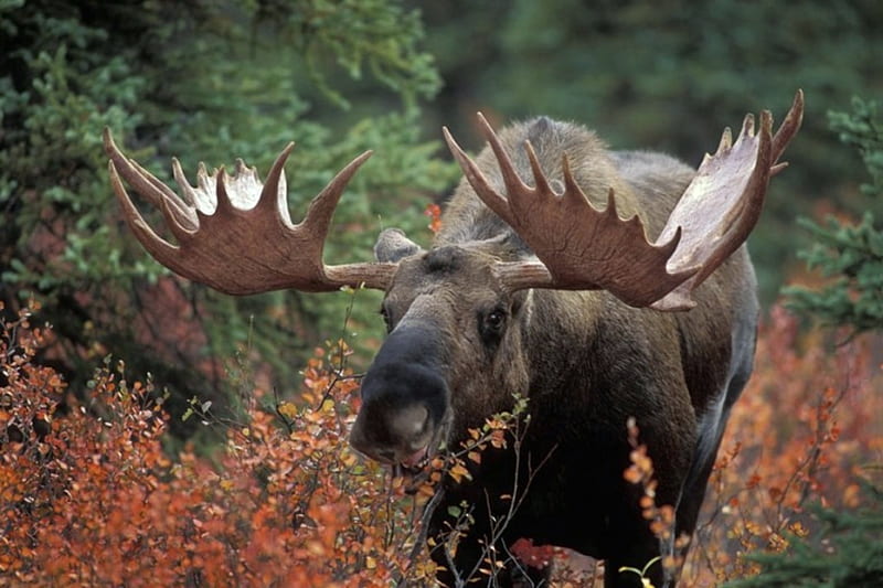 Alaska Yukon Moose, Nature, Moose, Yukon, Weeds, Trees, Alaska, HD wallpaper