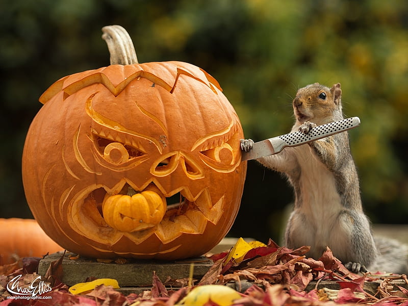 Funny Halloween Wallpapers  Top Free Funny Halloween Backgrounds   WallpaperAccess
