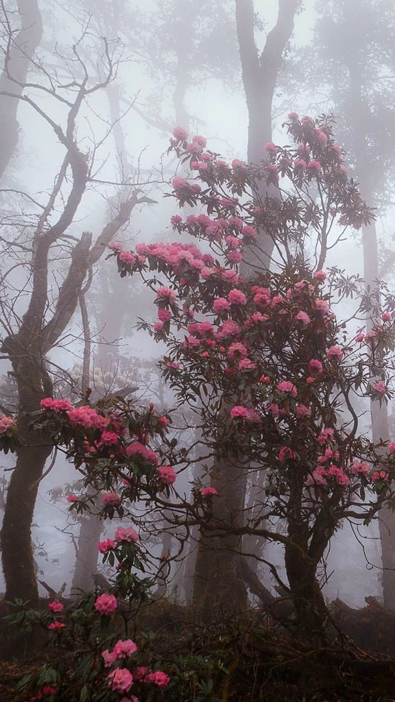 Pink flowers, flowers, fog, nature, pink, tree, trees, HD phone wallpaper