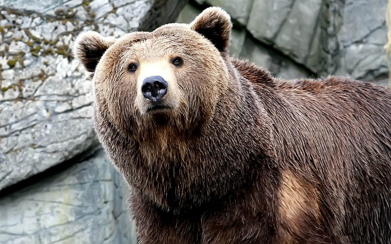 grizzly bear-Wild Animal, HD wallpaper