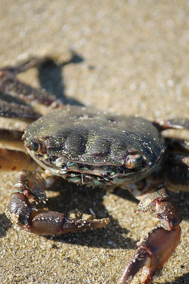 Crab, Sand, Claws Iphone 4s 4 For Parallax Background, HD phone wallpaper