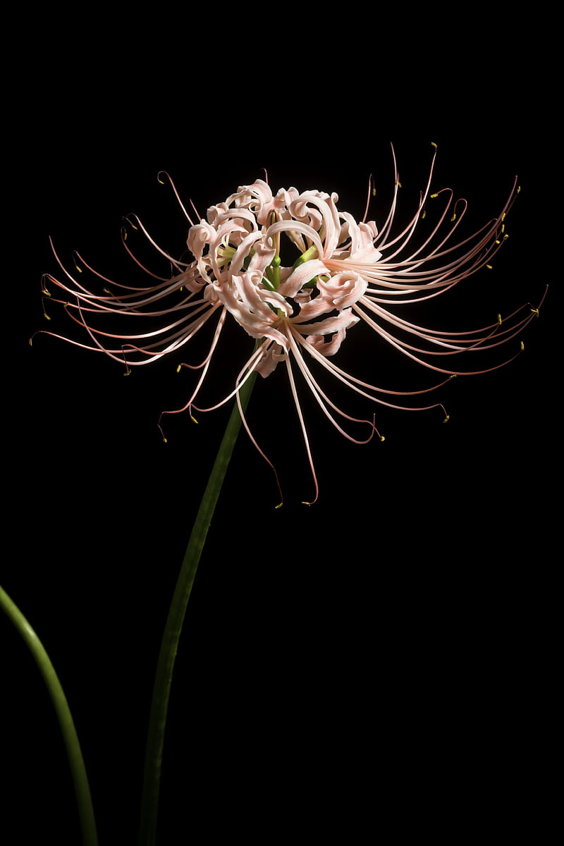 spider lily, flower, pink, macro, HD phone wallpaper