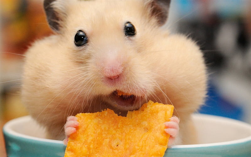 Hamster, muzzle, chips, funny animals, dinner, rodents, HD wallpaper |  Peakpx