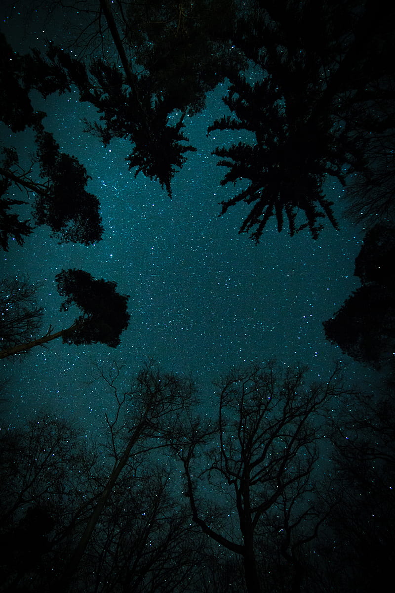 trees under starry sky, HD phone wallpaper