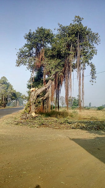 1,700+ Banyan Tree India Stock Photos, Pictures & Royalty-Free Images -  iStock