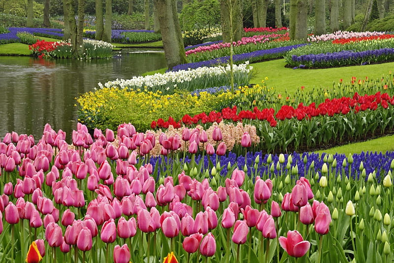 Keukenhof Gardens, Netherlands, pond, blossoms, spring, tulips, trees, HD wallpaper