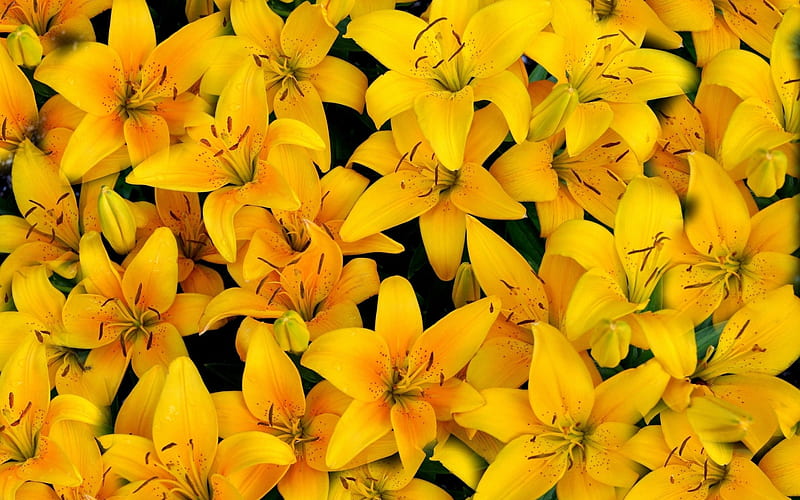 Yellow lilies, texture, vara, summer, lily, yellow, flower, skin, HD wallpaper