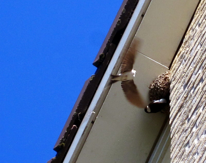 Barn swallows, graphy, roof, nest, birds, sky, animals, blue, HD wallpaper