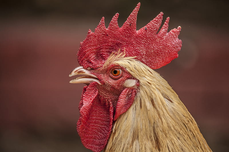 red and brown rooster head in closeup shot, HD wallpaper