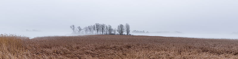 Landscape, Fog, Cold, Reeds, Bare Trees Ultra, Seasons, Autumn, Trees, Tree, Mist, Weather, Reeds, 1000islands, phaseone, phaseoneiq250, HD wallpaper
