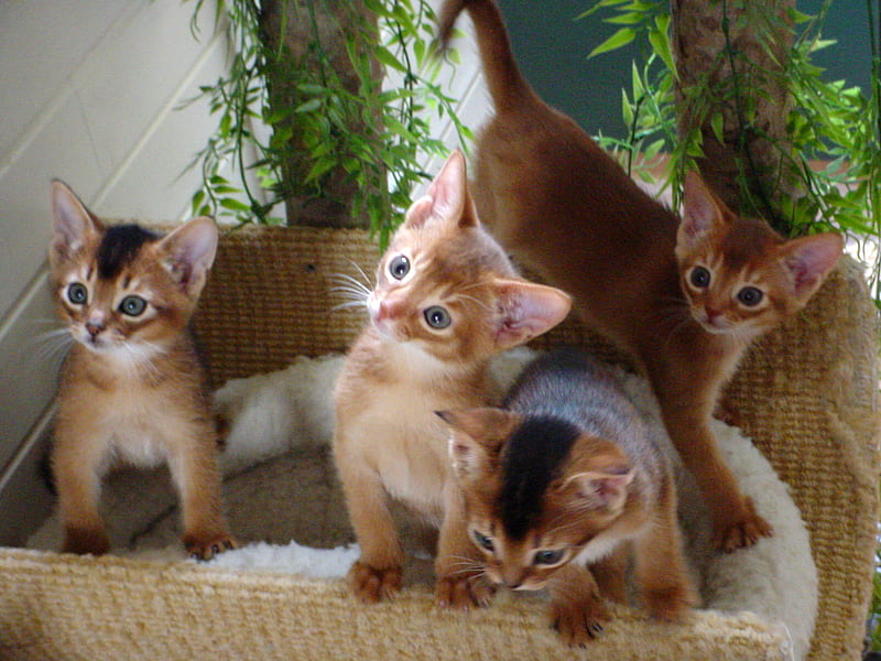 DID SOME ONE SAY FOOD, hungry, kittens, cute, adorable, HD wallpaper
