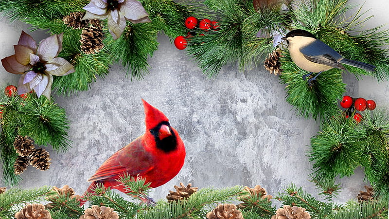 Winter Birds Berries and Boughs, Christmas, holiday, birds, winter, pine cones, pine, chickadee, snow, flowers, fir, poinsettia, Firefox Persona theme, cardinal, HD wallpaper