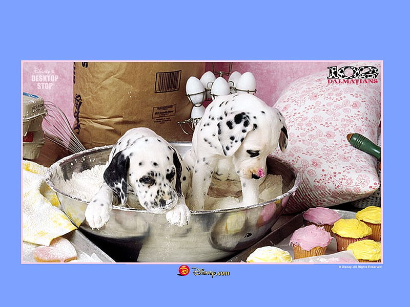 Puppies Baking, cute, puppies, batter bowl, cooking, animals, dogs, dalmatians, HD wallpaper