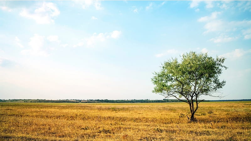 Lonely Tree On A Field, HD wallpaper | Peakpx