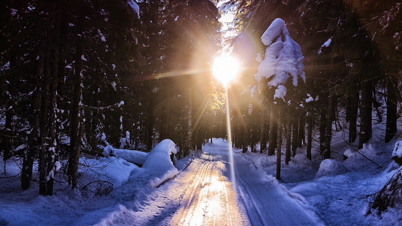 sun rays on a forest road in winter, forest, sun, rays, road, winter, HD wallpaper
