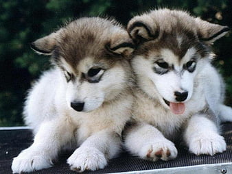 Babies husky, cachorro, animals, puppy, dog, HD wallpaper | Peakpx