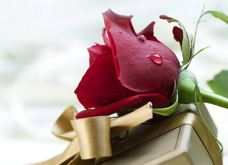 THE PRESENT, parcel, red, gift, rose, HD wallpaper