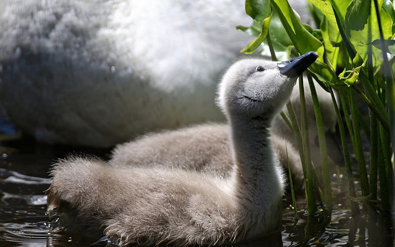Baby swan, cute, bird, green, chicken, swan, baby, HD wallpaper