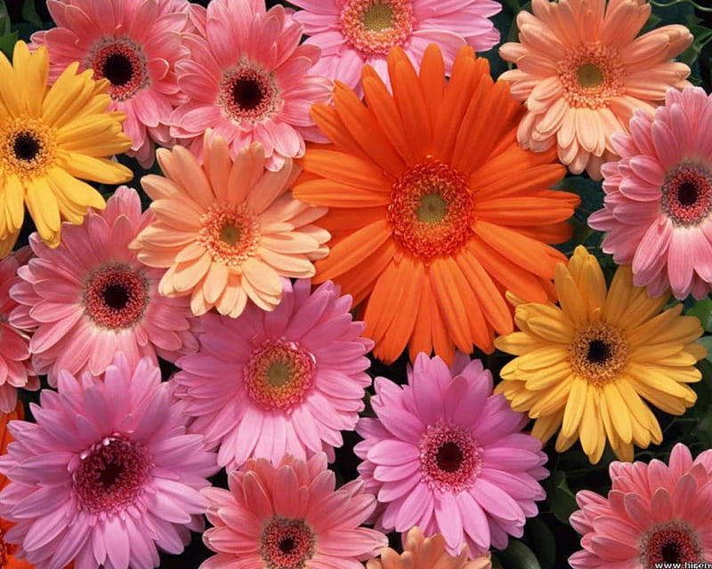 Flores con hermosos colores, coloridas, bonitas, maravillosas, animadas,  Fondo de pantalla HD | Peakpx