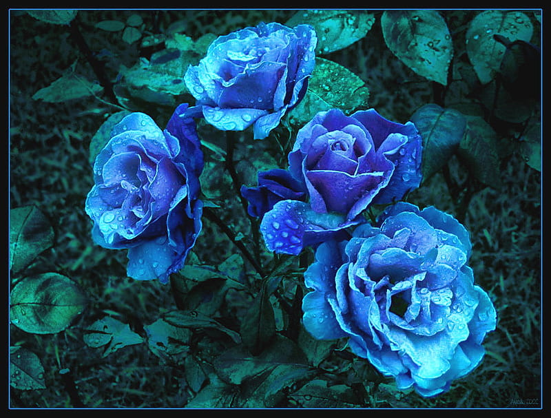 Rosas azules, trandafiri, rosa, naturaleza, hermosas, rosas, albastri,  azules, Fondo de pantalla HD | Peakpx