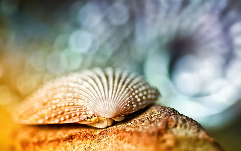 Shell, Malacology, Mollusks, Bivalve, Shells, HD wallpaper