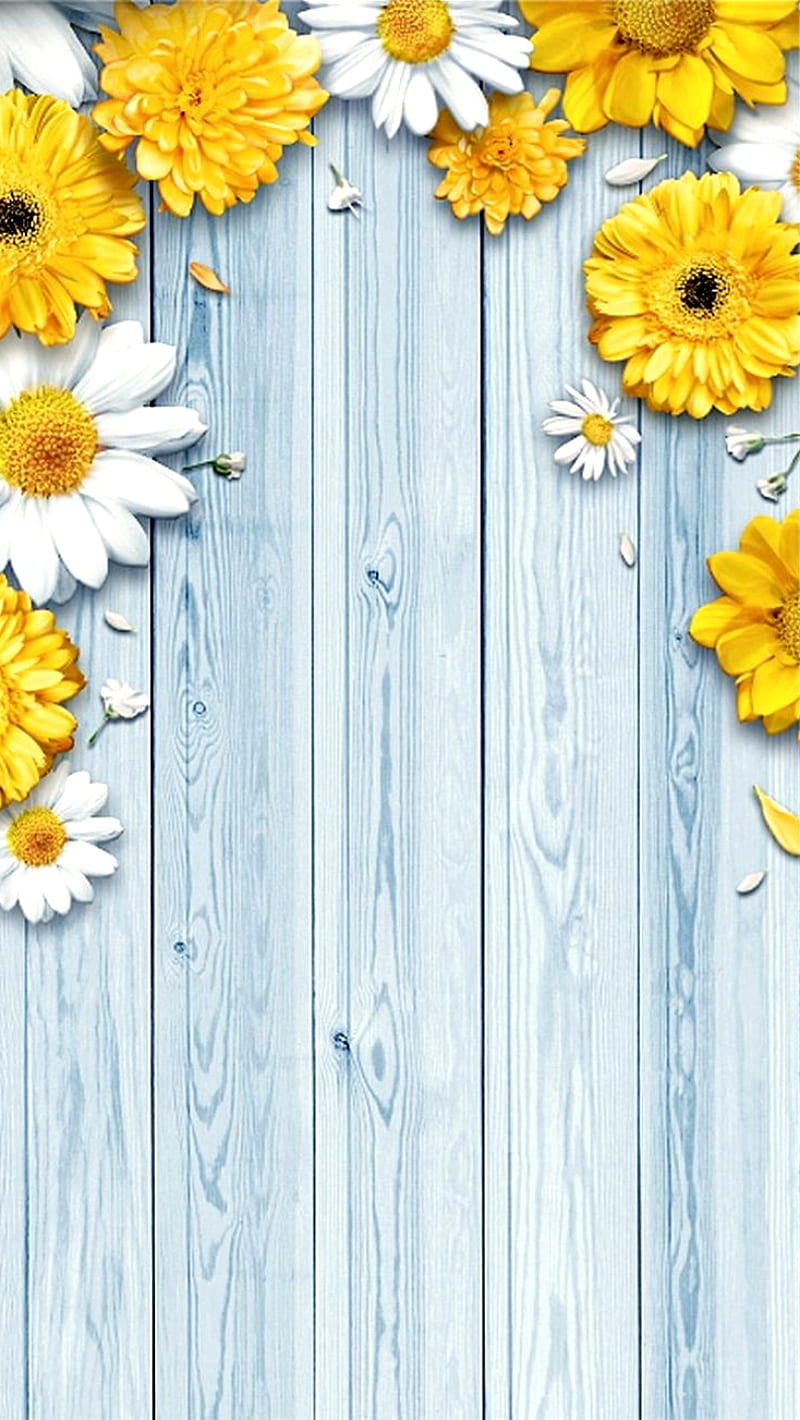 Girasoles, flowers, background, girasol naturaleza, rose, sol, HD phone wallpaper