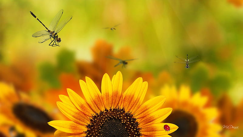 Funflower Sunflowers, colorful, fall, flowers, autumn, orange, blur, yellow, gold, green, sunflowers, dragonflies, bright, dragonfly, flowers, HD wallpaper