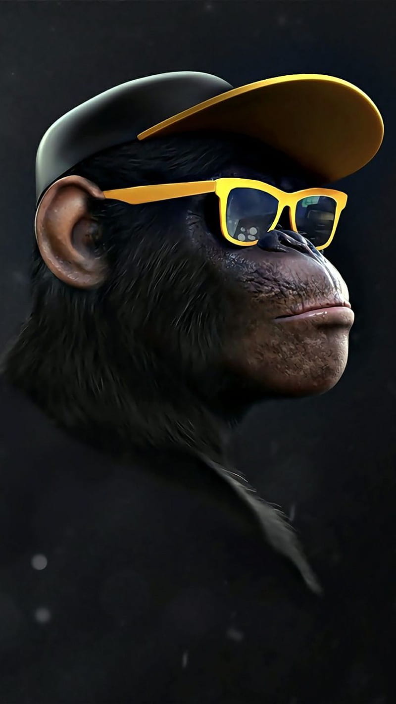 Monkey on Dog swag monkey HD phone wallpaper  Pxfuel