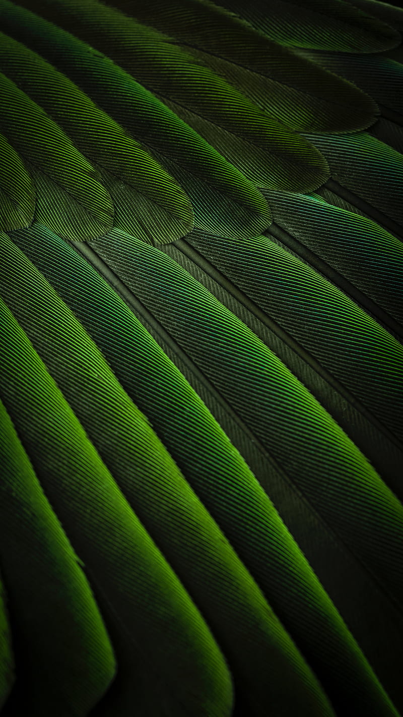 feathers, green, color, bird, background, HD phone wallpaper