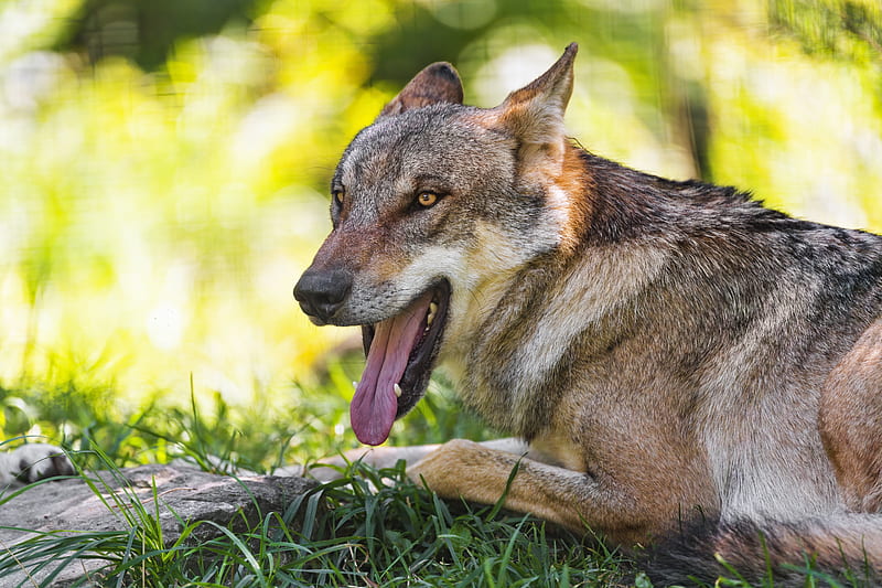 wolf, protruding tongue, animal, predator, grass, HD wallpaper