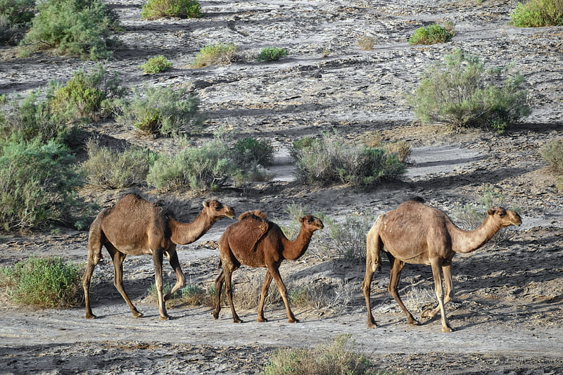 Camels, animals, camel, day, desert, iran, kavir national park, mostafa meraji, nature, qom, HD wallpaper