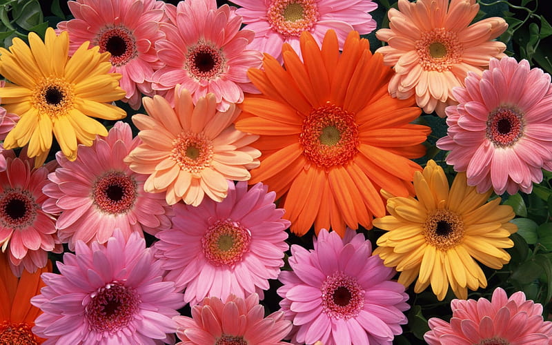Blooms, gerbera, flowers, petals, nature, HD wallpaper | Peakpx
