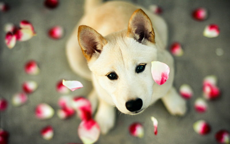 Shiba Inu, puppy, pets, cute dog, small Shiba Inu, petals, dogs, Shiba Inu Dog, HD wallpaper