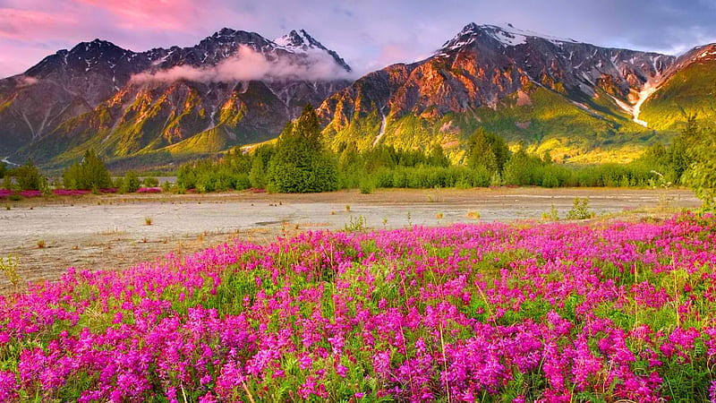 Field of mountain wildflowers, pretty, bonito, carpet, mountain, nice, cliffs, wildflowers, colrofuil, peaks, flowers, pink, amazing, hills, lovely, spring, sky, summer, nature, meadow, field, HD wallpaper