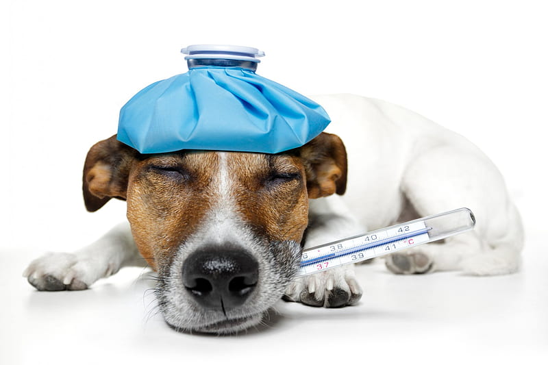 Feeling Sick :(, terrier, jack russel terrier, ice pack, sick, funny, thermometer, dog, HD wallpaper
