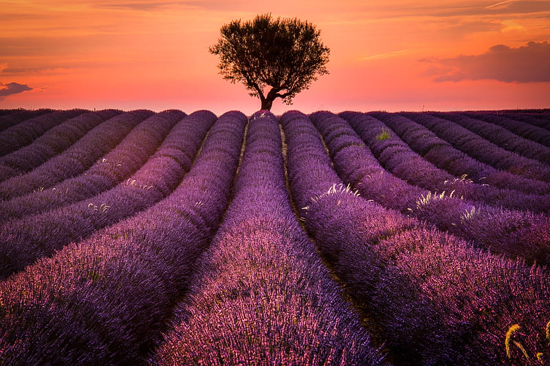 Flowers, Lavender, Field, France, Nature, Provence, Purple Flower, Summer, Sunset, Tree, HD wallpaper