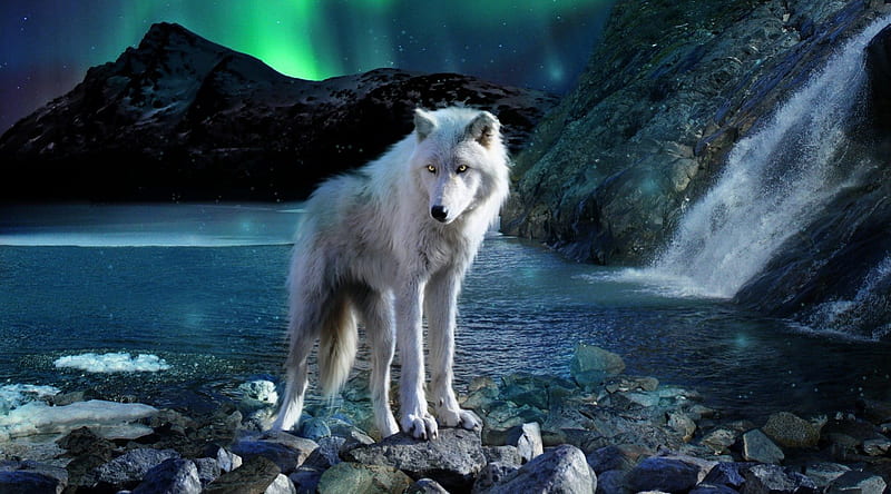 Queen of the North, mountain, wolf, white, sea, night, HD wallpaper