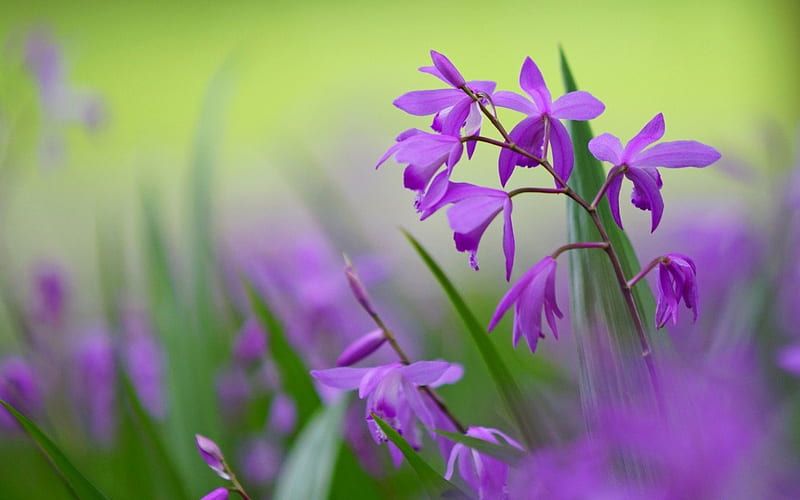 BLETILLA, lilac, blurred, rose, background, green, purple, close-up, flowers, HD wallpaper