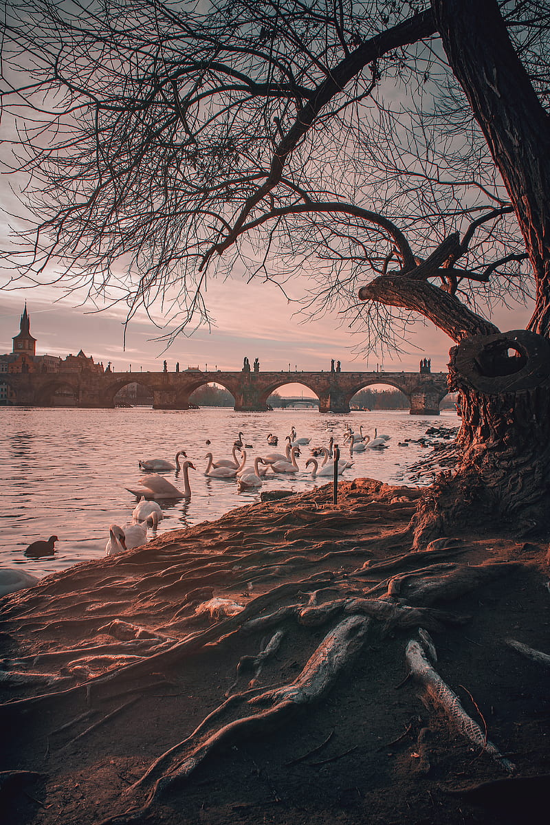 bridge, river, swans, branches, HD phone wallpaper