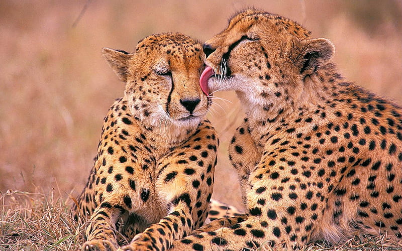 Cheetah-Animal World graphy, HD wallpaper