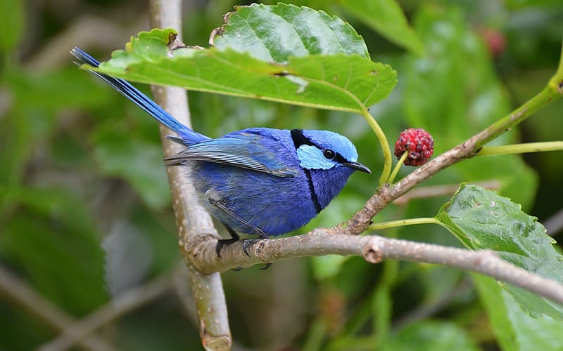 Wren - Blue Bird in Australia, blue, bird, tree, Australia, HD wallpaper