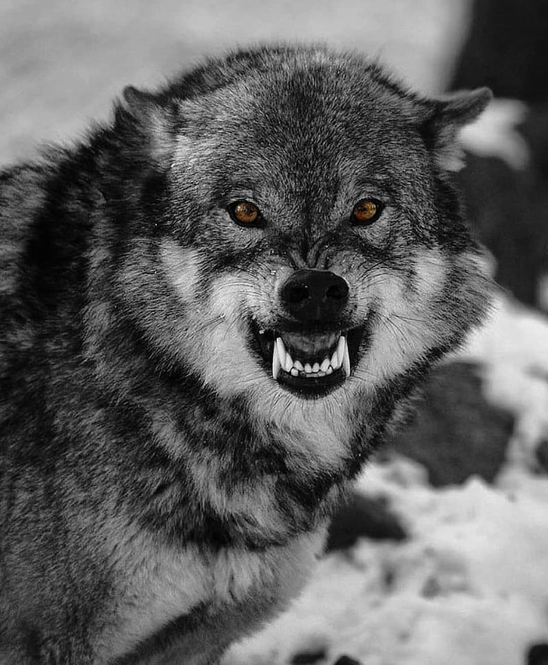 Wolf, bonito, pack, wolves, HD phone wallpaper