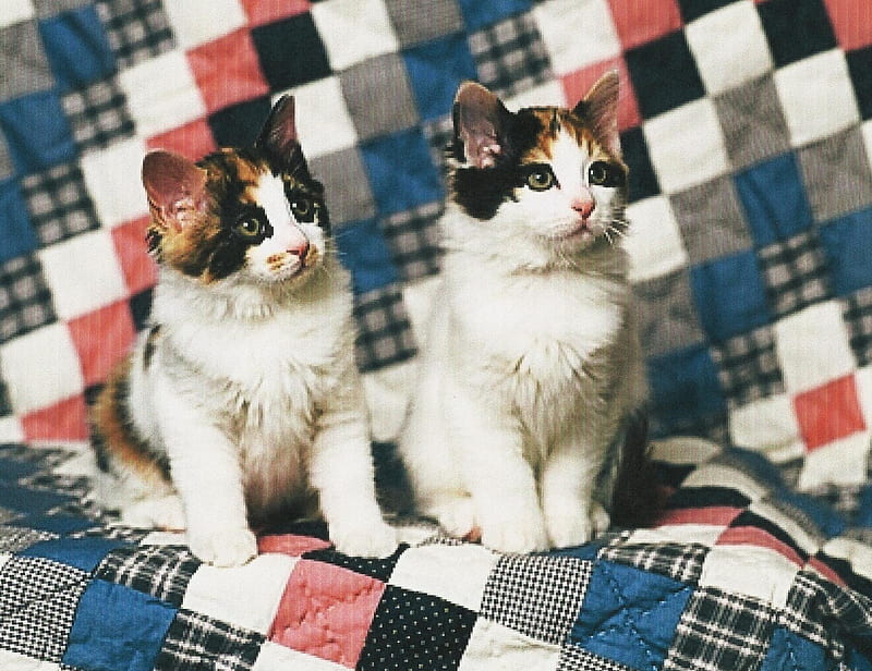 Twin calico cats sitting on a quilt, calico, feline, blanklet, cats, quit, HD wallpaper