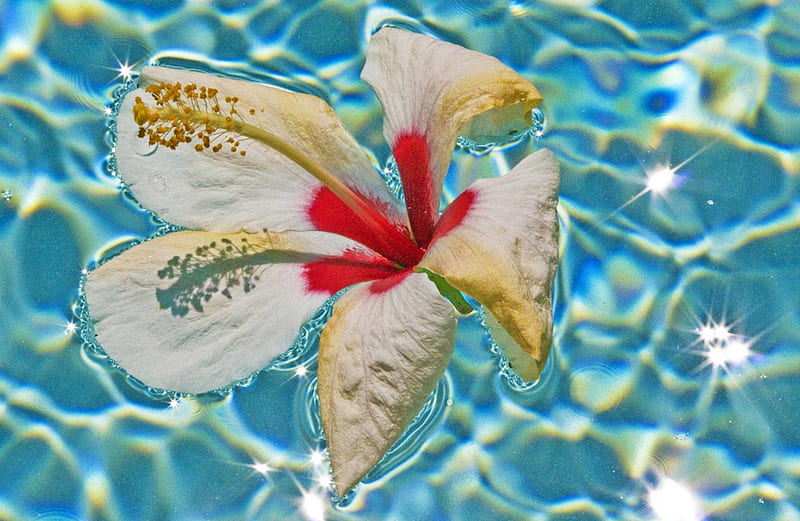 Hibiscus Floating on a Pool, islands, exotic, hawaii, ocean, hibiscus, pool, sea, water, paradise, flower, island, tropical, swimming, hawaiian, HD wallpaper