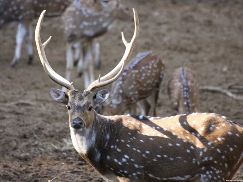 The Buck Stops Here, antlers, buck, animal, white-tailed deer, HD wallpaper