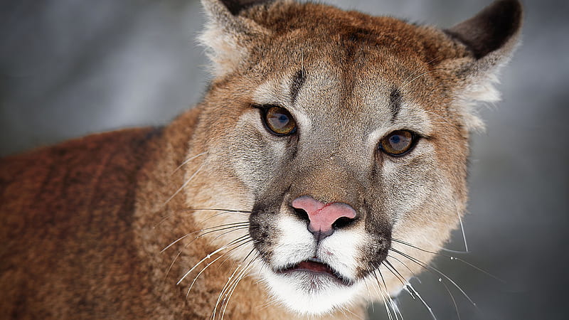 Closeup View Of Big Cat Cougar With Stare Look Animals, HD wallpaper