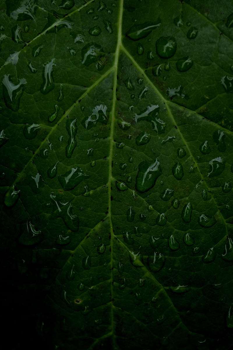 veins, leaf, drops, macro, water, HD phone wallpaper