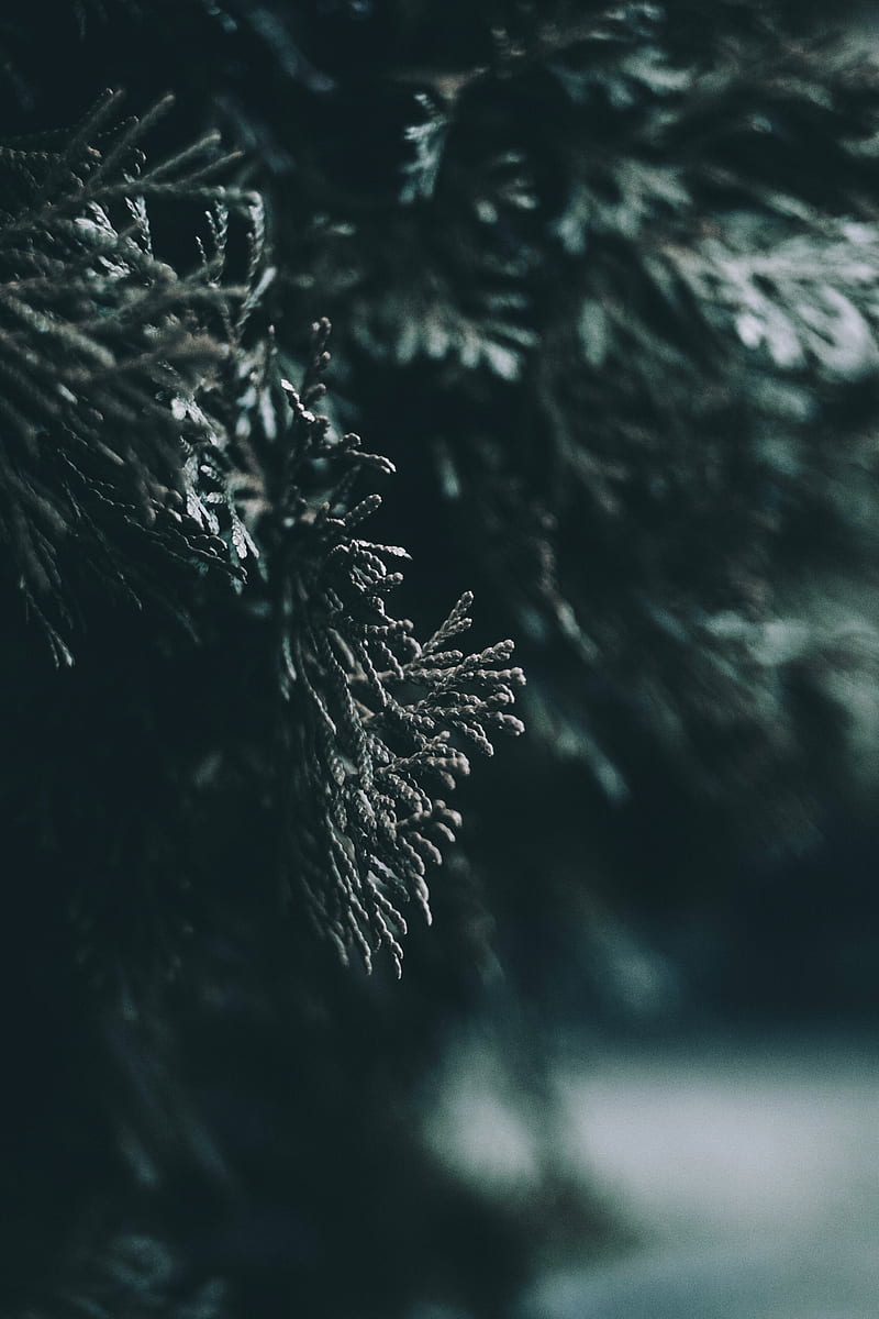 branch, leaves, blur, macro, HD phone wallpaper