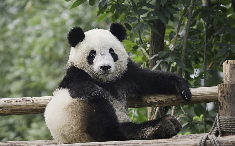 panda, bears, cute animals, zoo, funny animals, HD wallpaper