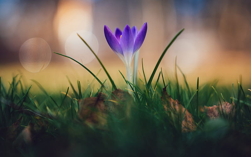 crocus, purple flower, spring, green grass, lonely flower, wild flowers, HD wallpaper